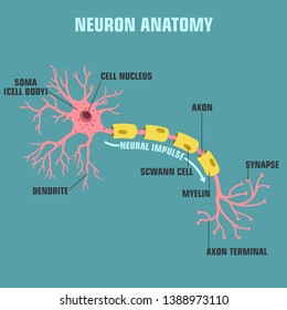 Vector scientific icon neuron structure. Description of the anatomy of the neuron of the brain. 