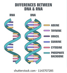 three structural differences between dna and rna