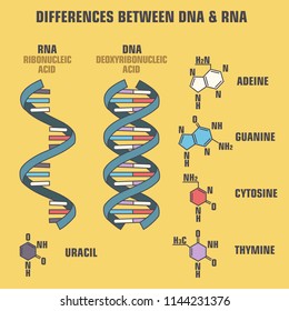 Vector scientific icon spiral of DNA and RNA. An illustration of the differences in the structure of the DNA and RNA molecules.