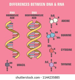 Vector scientific icon spiral of DNA and RNA. An illustration of the differences in the structure of the DNA and RNA molecules.