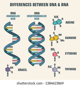 Vector scientific icon spiral of DNA and RNA. An illustration of the differences in the structure of the DNA and RNA molecules.