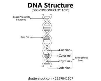 Vector scientific icon spiral of DNA and RNA. An illustration of the differences in the structure of the DNA and RNA molecules. Image poster structure RNA and DNA