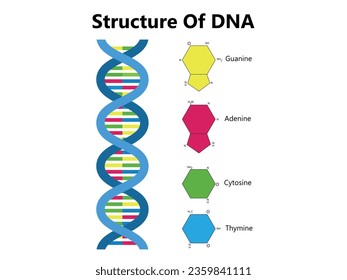 Espiral de íconos científicos vectores de ADN y ARN. Ilustración de las diferencias en la estructura de las moléculas de ADN y ARN. Estructura del cartel de imagen ARN y ADN