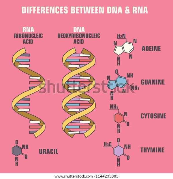 Vector Scientific Icon Spiral Dna Rna Stock Vector Royalty Free