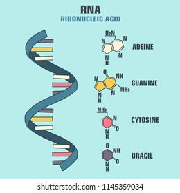Vector scientific icon spiral RNA. Illustration of the structure of the Ribonucleic acid molecule.