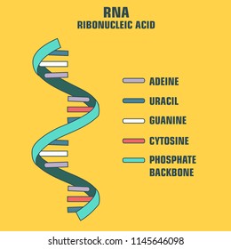 Vector scientific icon spiral RNA. Illustration of the structure of the RNA molecule.
