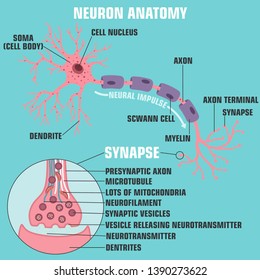 Vector scientific icon structure of neuron and synapse. 