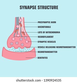 Vector scientific icon structure synapse. Description of the anatomy of the neuron synapse. 