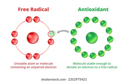 Vector scientific illustration of antioxidants and free radicals isolated. A free radical is an unstable molecule with unpaired electron. Antioxidant is a molecule stable enough to donate an electron.