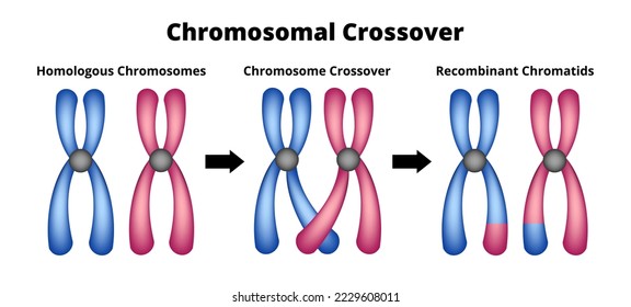 Vector scientific illustration of chromosomal crossover or crossing over isolated on white. Exchange of genetic material. Homologous chromosomes, chromosome crossover, recombinant chromatids.