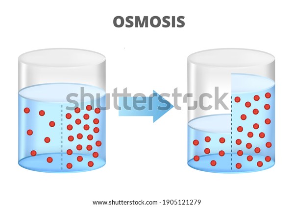 Vector Scientific Illustration Osmosis Reverse Osmosis Stock Vector ...