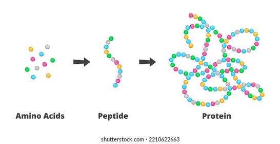 Vector scientific illustration of the structure of amino acids, peptides, and proteins. Peptides are short chains of more amino acids, proteins are long molecules made up of more polypeptides.