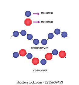 Vektorwissenschaftliche Illustration, Arten von Polymeren. Homopolymere und Copolymere einzeln auf Weiß. Homopolymere, die aus einem einzigen Monomertyp bestehen, Copolymere, die aus zwei verschiedenen Monomertypen bestehen.