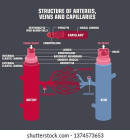 Vector scientific medical icon
structure of veins, arteries and capillaries. On the cut in the context of the veins and arteries. Illustration of the structure of vein 