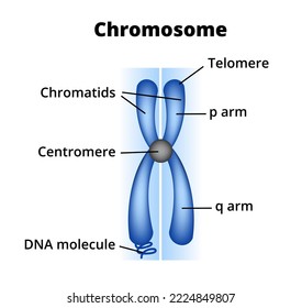 Vector scientific medical illustration of the structure of chromosomes. Chromosome composition, description, and structure. Centromere, telomere, chromatids, p short and q long arm, and DNA molecule.