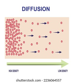 Vector scientific scheme of diffusion. Movement of molecules, ions, and atoms from an area of higher or high concentration to an area of lower or low concentration.