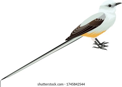 vector Scissor tailed Flycatcher illustration