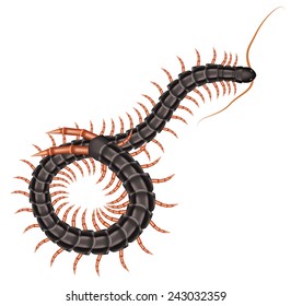 Vector scolopendra gigantea