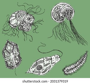 Vector scribble drawings of various decorative protozoa and amoebas