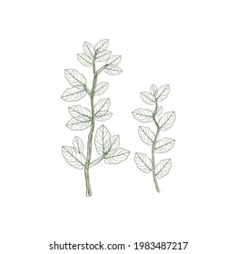 hojas de garabatos vectoriales para motivos de tela, sábanas, cubiertas de libros, vectores de plantas