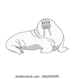 vector sea animal polar mammal arctic walrus big fang graphic illustration on white
