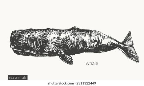 Vector sea animals illustration set. Black ink sketch of cashalot sperm whale. Wild life ocean creature drawing.