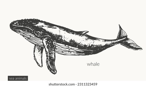 Vector sea animals illustration set. Black ink sketch of humpback blue whale. Wild life ocean creature drawing.