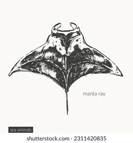 Conjunto de ilustraciones de animales de mar vectores. Esbozo de tinta negra de manta raya. Dibujo de criatura oceánica de vida salvaje.