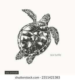 Vector sea animals illustration set. Black ink sketch of sea turtle. Wild life ocean creature drawing.