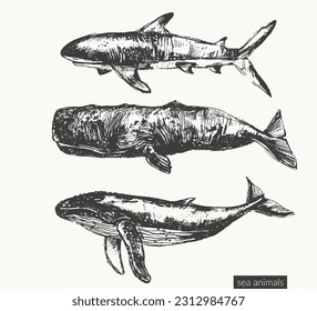 Vector sea animals illustration set. Black ink sketch of humpback blue whale, cashalot sperm whale, shark. Wild life ocean creature drawing.