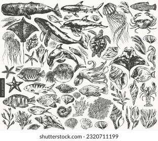 Vector sea animals illustration set. Black ink sketch of whale, dolphin, shark, octopus, crab, lobster, sea horse, sea turtle, jellyfish, starfish, manta, eagle ray, nautilus, coral fish.