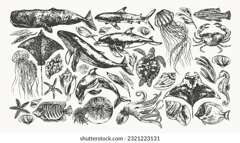 Vektorgrafik von Meerestieren. Schwarze Tintenskizze aus Wal, Delphin, Hai, Tintenfisch, Krabbe, Hummer, Meerestiere, Meeresschildkröte, Quallen, Seesterne, Mantas, Adlerrochen, Nautilus, Korallenfisch.