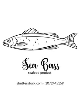 Vector Sea Bass. Hand drawn icon badge fish for design seafood packaging and market.