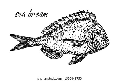 Vector Sea Bream element in sketch style. Hand drawn carp sketch symbol. Fish vintage engraved vector illustration