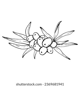 Vector sea buckthorn berries with leaves hand drawn black and white simple illustration for natural organic cosmetics