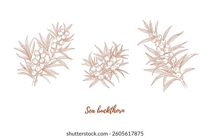 Vector sea buckthorn plant branch with berries line art illustration, graphic line. Buckthorn healthy. piece for tea. Engraving. Ingredient. Great for any designs, textile, art, walls, package