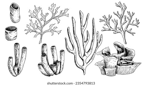 Seekorallen-Set. Handgezeichnete Illustration von Unterwasser-Riffen auf weißem, isoliertem Hintergrund. Tiefseegravur mit schwarzen Tinten. Paket von Meerespflanzen für Design im nautischen Stil.