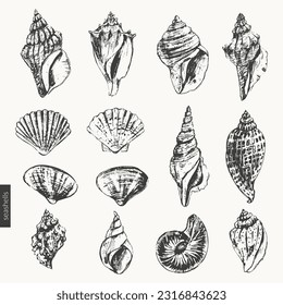 Vector sea creatures illustration set. Black ink sketch of seashells types. Wild life ocean background, beauty organic product, summer design.