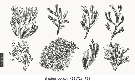 Vector sea creatures illustration set. Black ink sketch of seaweed and corals. Wild life ocean background, beauty organic product, summer design.