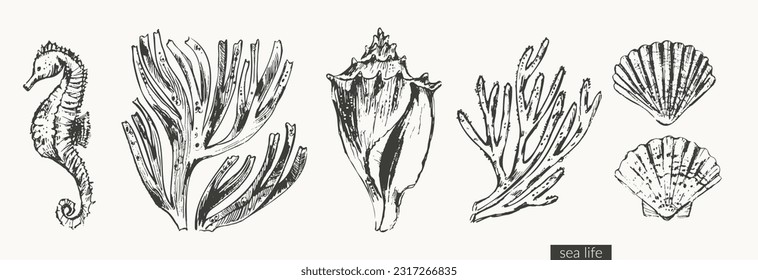 Vector sea creatures illustration set. Black ink sketch of seashells, seaweed, corals, seahorse. Wild life ocean background, organic beauty product, summer design.