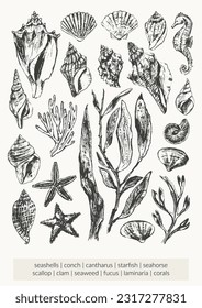 Vector sea creatures illustration set. Black ink sketch of seashells, seaweed, corals, starfish, seahorse. Wild life ocean poster, organic beauty product, summer design.