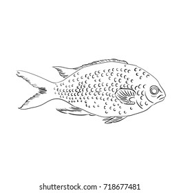 Vector sea fish. Linear image in black