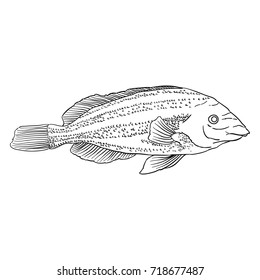 Vector sea fish. Linear image in black
