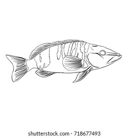 Vector sea fish. Linear image in black