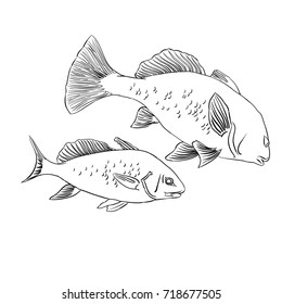 Vector sea fish. Linear image in black