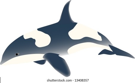 vector - sea fish  predator (orcinus orca)