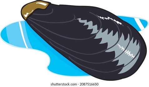 vector sea food black mussel illustration