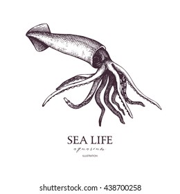 Vector Sea life illustration. Hand drawn Squid sketch. Isolated on white.