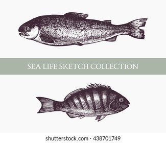 Vector Sea life illustration. Hand drawn Fish sketch. Isolated on white.