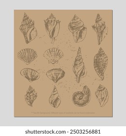 Vector sea life illustration set. Seashells on craft paper brown color. Underwater nature background.